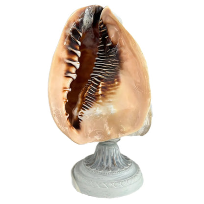 il-piccolo-museo-del-cammeo-Lampada-Cammeo-su Conchiglia-"Ratto D'Europa"