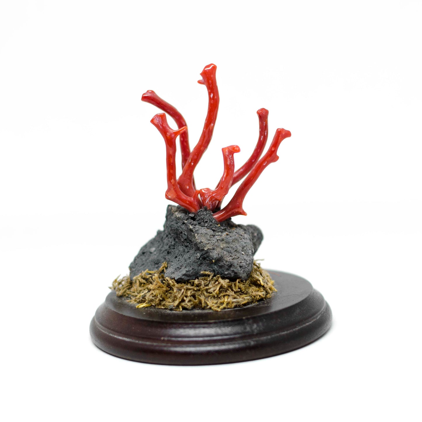 Lucky ornament coral branches