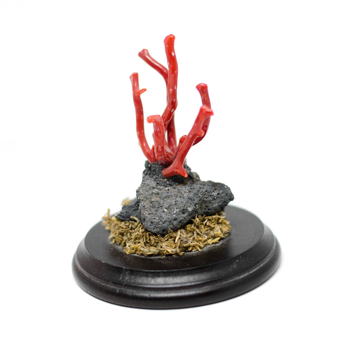 Lucky ornament coral branches