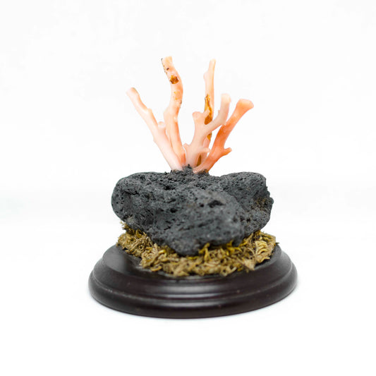 Pink coral and lava stone furnishings