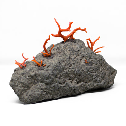 Coral and lava stone furnishings