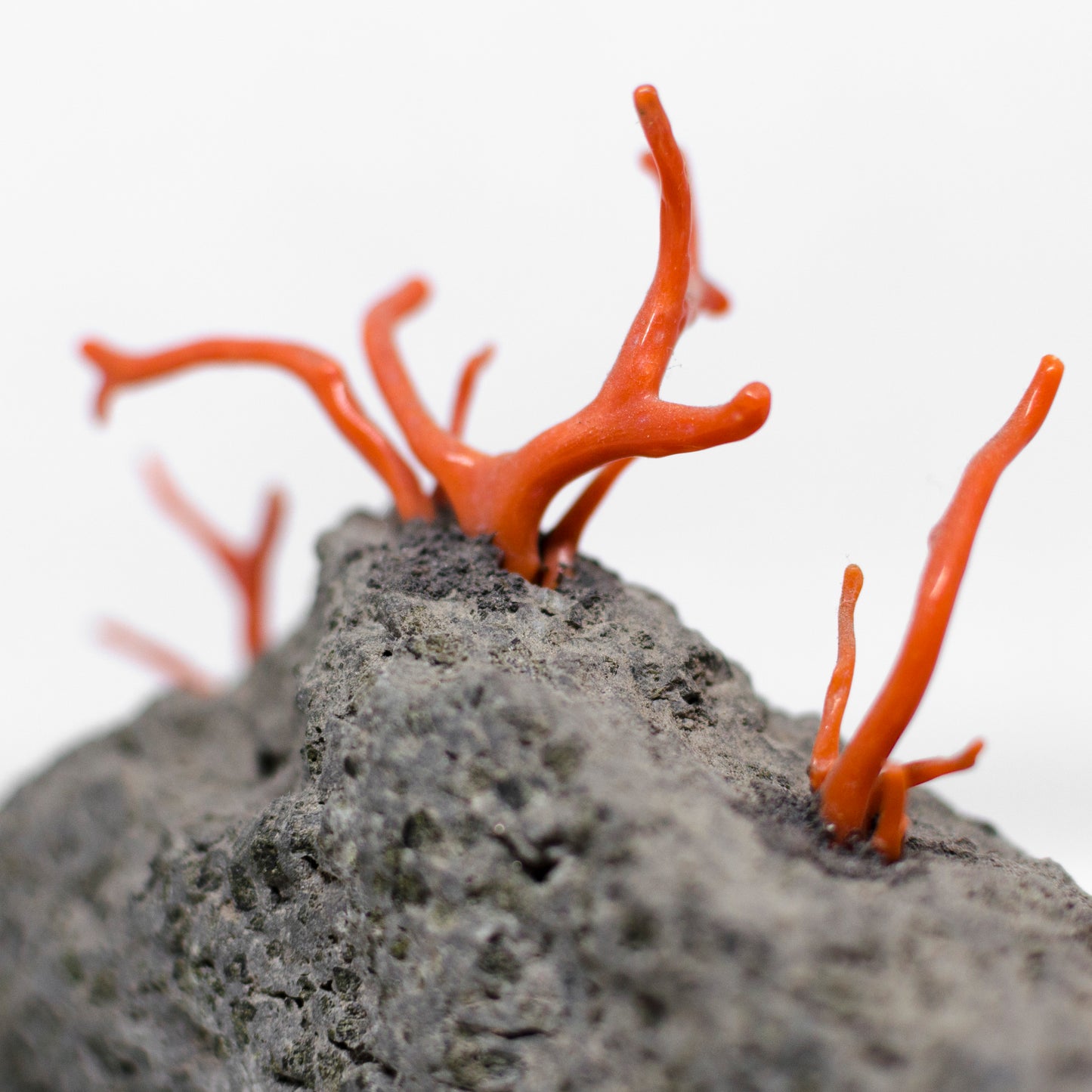Coral and lava stone furnishings